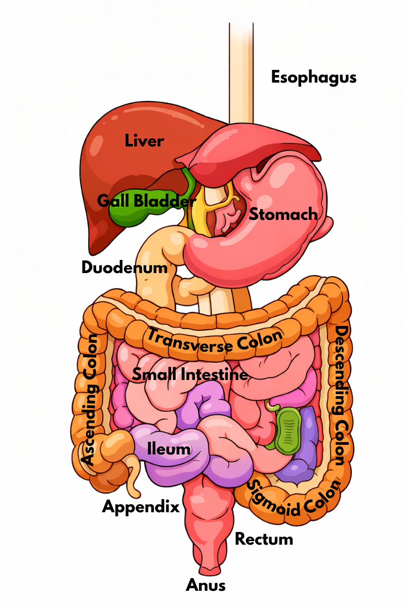 Human Digestive System Diagram